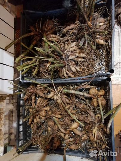 Георгины корни клубника. Забронировано