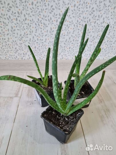 Алоэ вера цветок