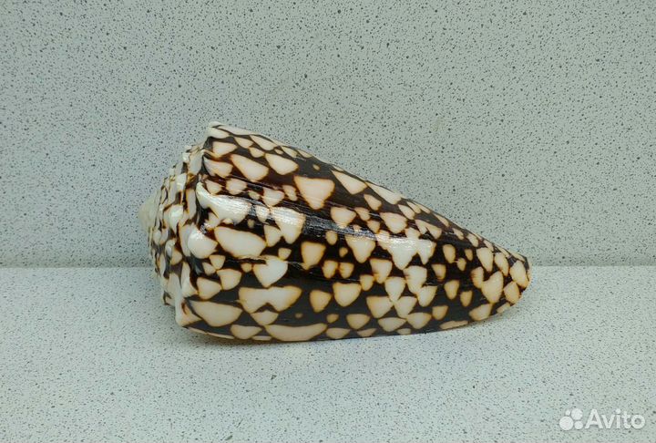 Конус Мармореус 10,30 морская ракушка раковина