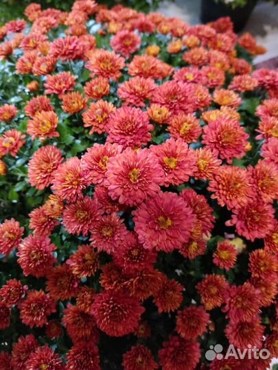 Мультифлора маточные корни