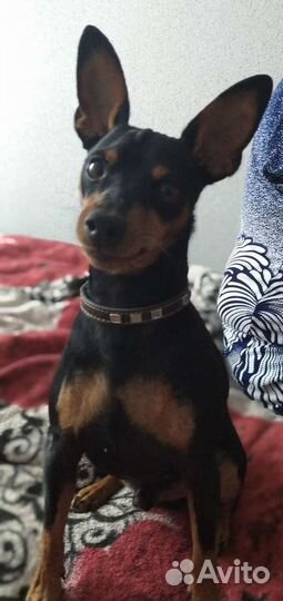 Маленькая собака