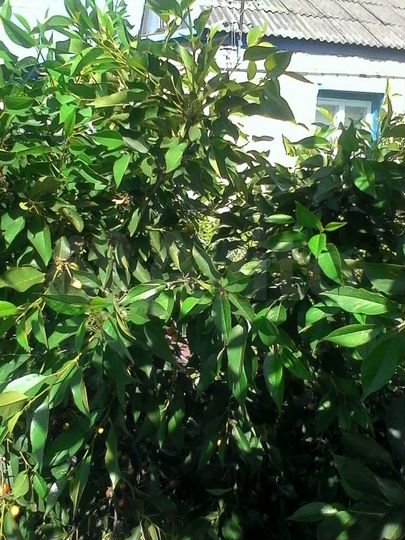 Дом 51 м² на участке 1 сот.