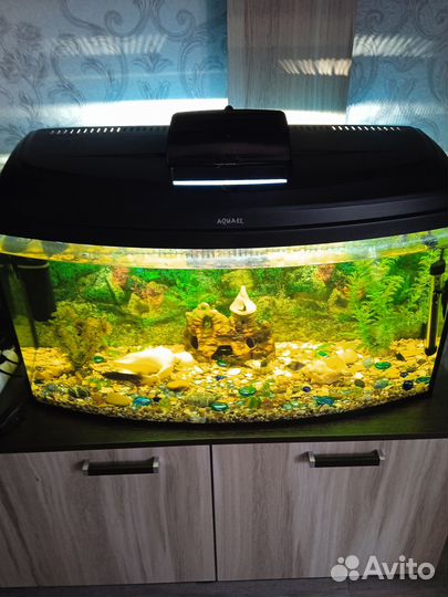 Аквариум