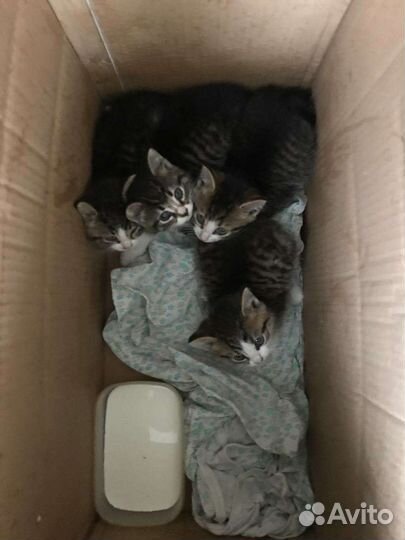 Котята в добрые руки