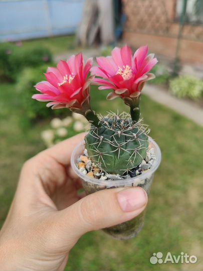 Кактус гимнокалициум Бальда, маммиллярия