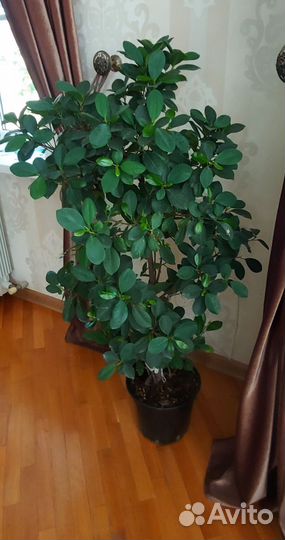 Бенджамина