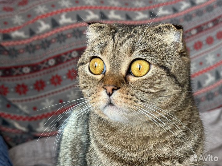 Вислоухая британка в добрые ответственные руки