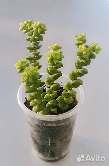 Крассула Tom Thumb. Суккулент