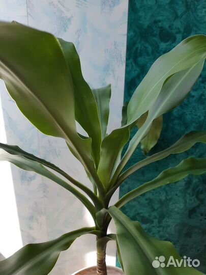 Комнатные цветы юкка