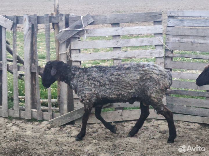Бараны, баранина