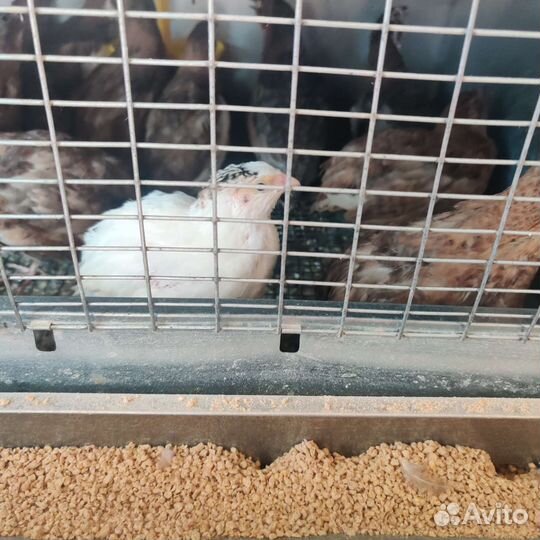 Мясо домашней птицы