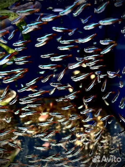 Аквариумеые рыбки