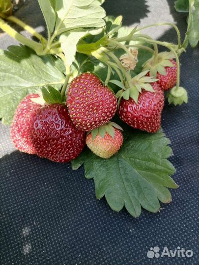 Рассада клубники