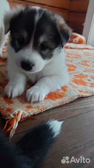 Раздаем щенят