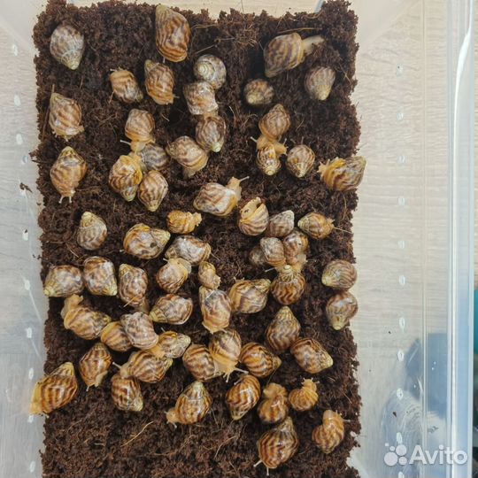 Улитки ахатины