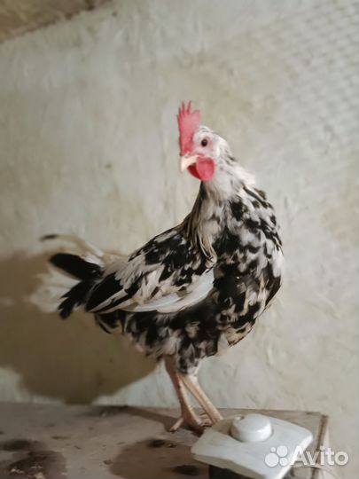 Петухи Леггорн Далматинец