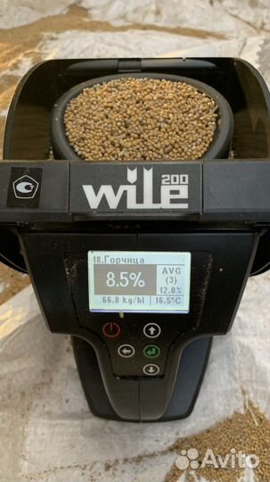 Семена горчицы белой (Рапсодия)