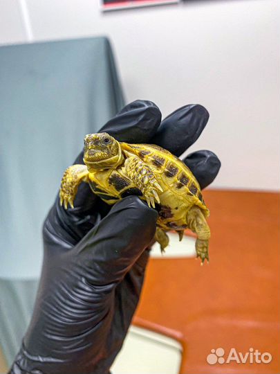 Ветеринарный врач на дом