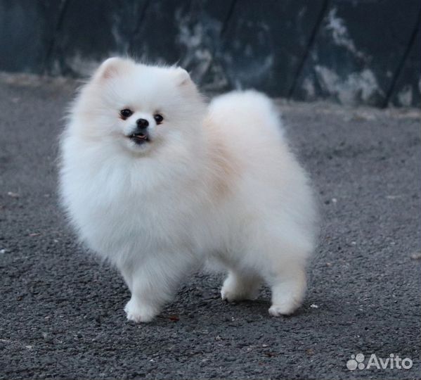 Померанский шпиц мини щенок белый