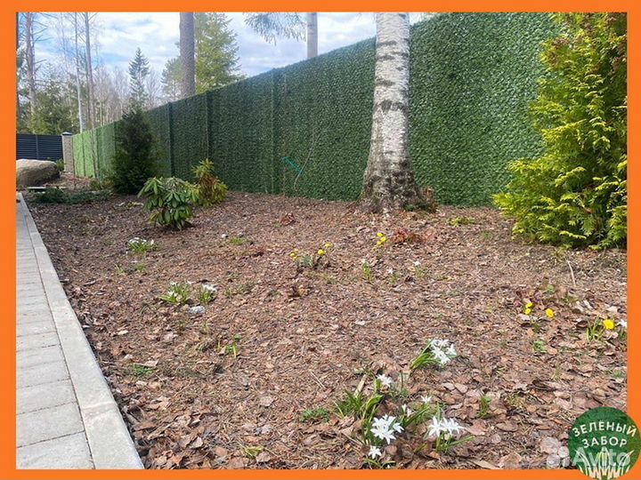 Калифорнийская изгородь