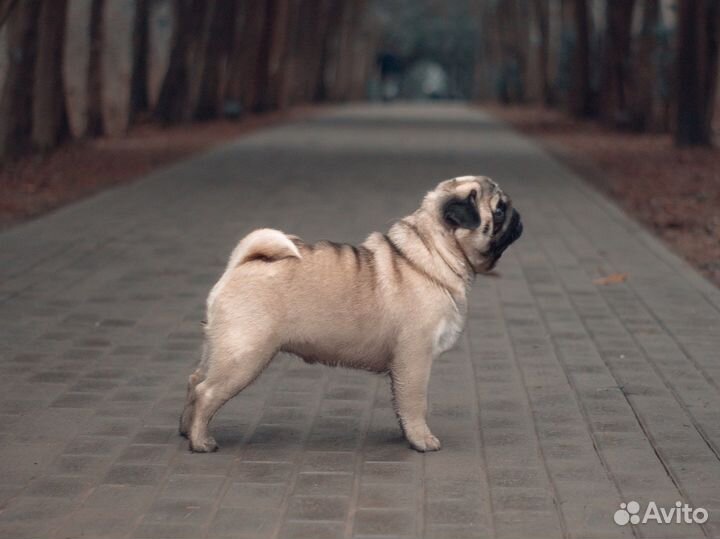 Вязка с шикарным кобелем мопса