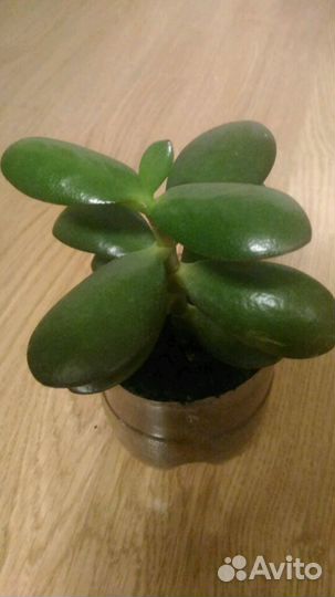 Отростки цветов