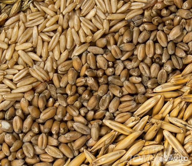 Овес ячмень пшеница