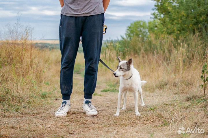 Небольшая собака из приюта в добрые руки бесплатно