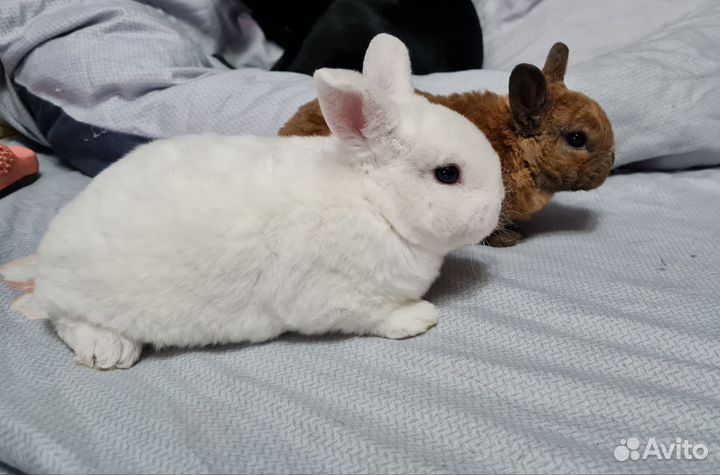 Крольчата карликовый рекс