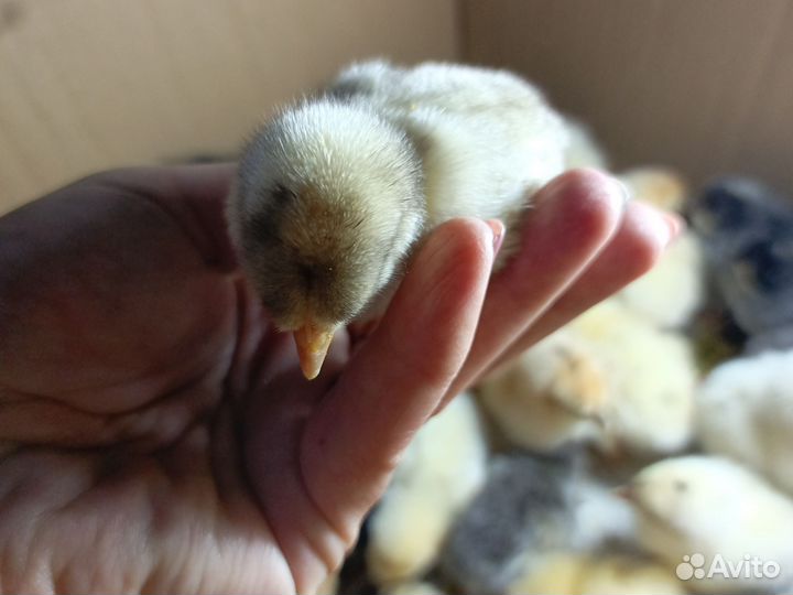 Цыплята