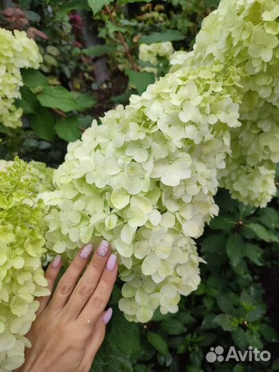 Гортензия метельчатая Полярный медведь