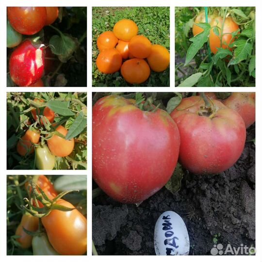 Семена томатов сортовые