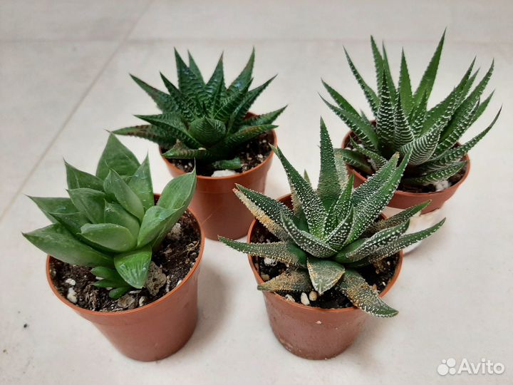 Суккуленты