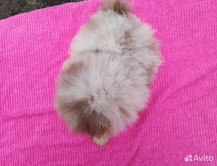 Мишки шоколадный мерль