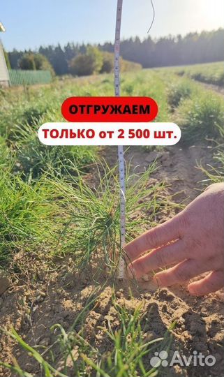 Саженцы сосны обыкновенной окс