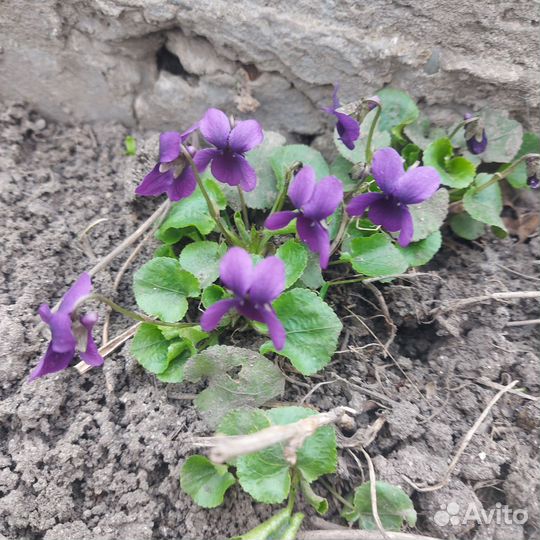 Цветы для сада