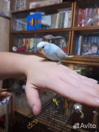 Волнистый попугай