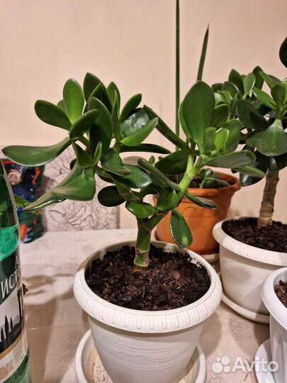 Декабрист и денежное дерево