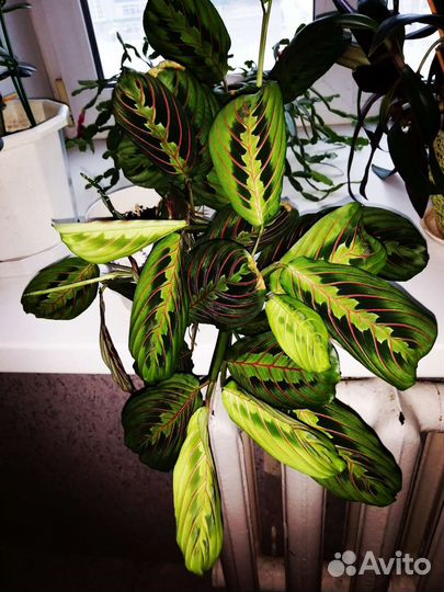 Маранта триколор