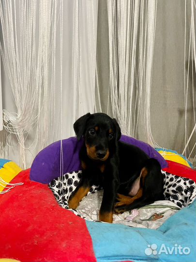 Щенки добермана