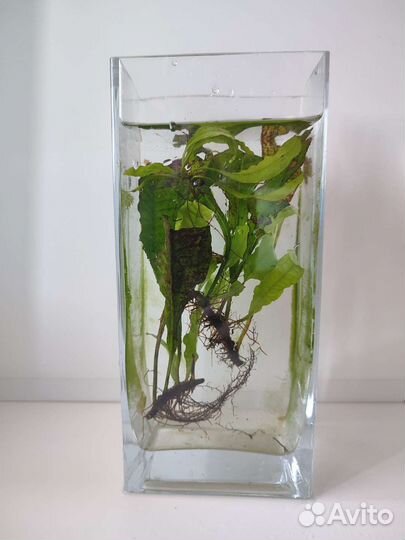 Аквариумное растение и Сачки для рыбок