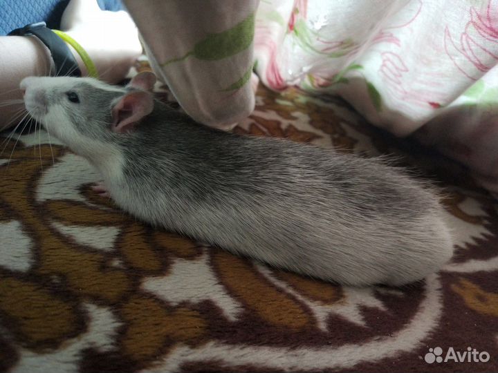 Крысята дамбо