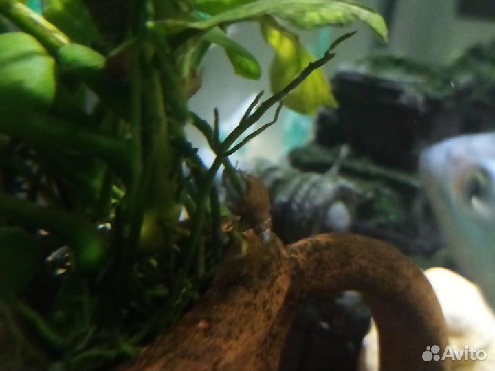 Улитки Милании