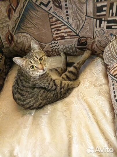 Кот и кошечка по 2 года