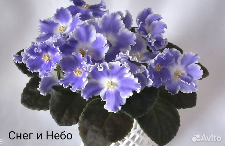 Сортовые фиалки