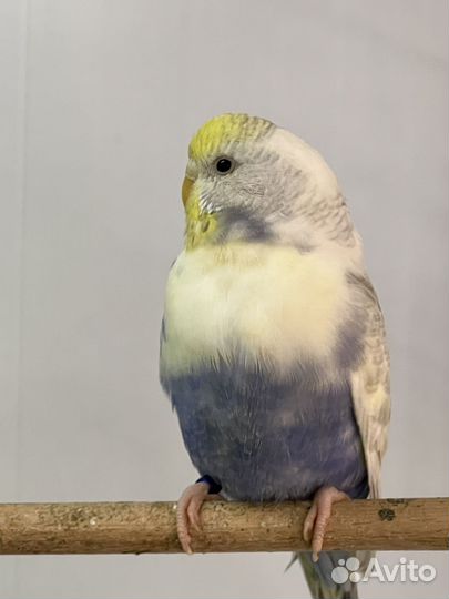 Волнистые попугаи девочки. Радужные, пинто