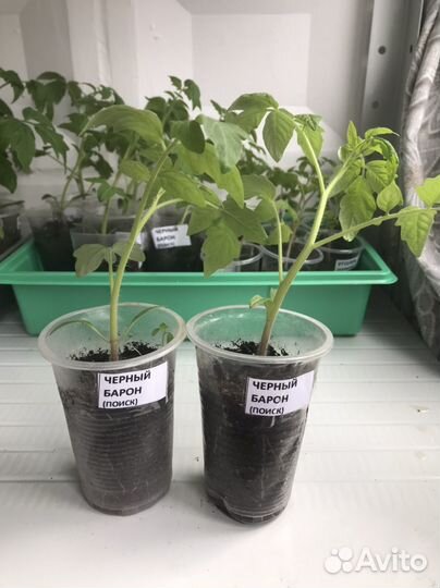 Рассада томатов Черный барон