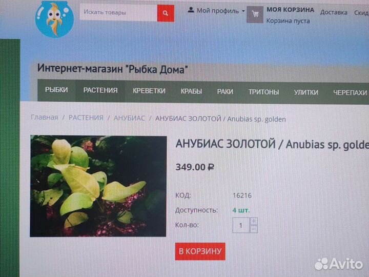 Аквариумное растение анубиас золотой лист