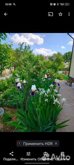 Многолетние садовые цветы