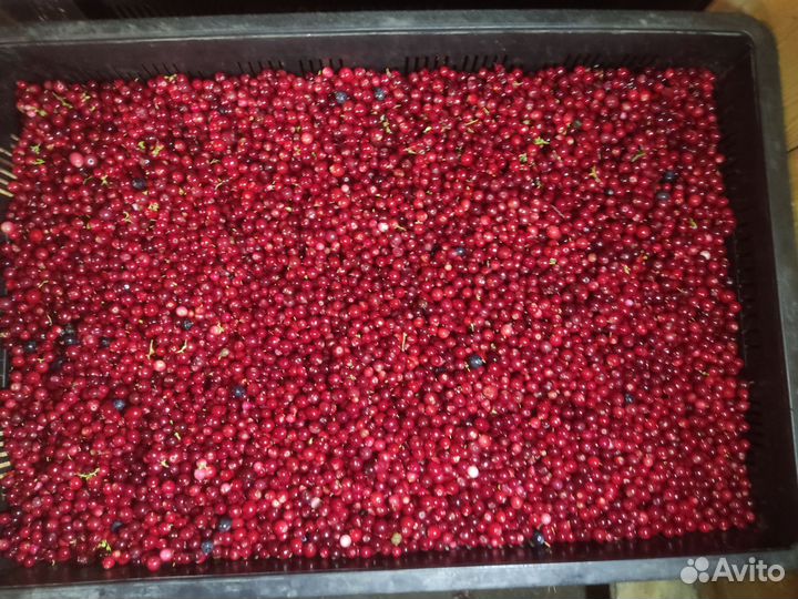 Брусника свежая веяная северная ягода